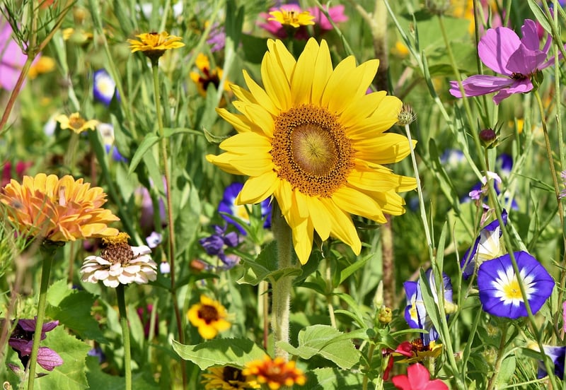 Garden Decor